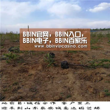 BBIN官网，BBIN入口，BBIN电子，BBIN百家乐